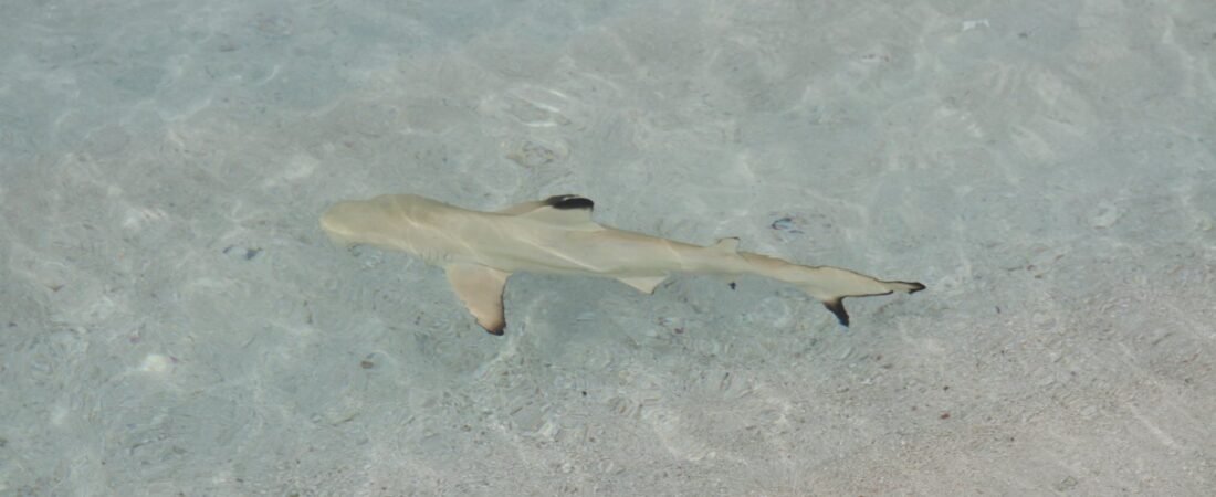 Baa Atoll, Maldives: Hanifaru Bay Manta Season Guide