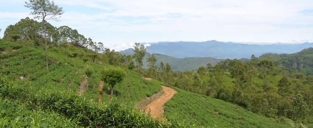 Best Luxury Lodges in Sri Lanka Tea Country