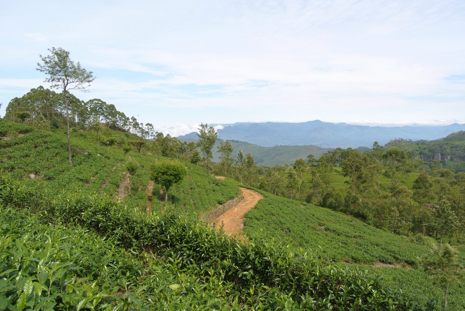 Best Luxury Lodges in Sri Lanka Tea Country