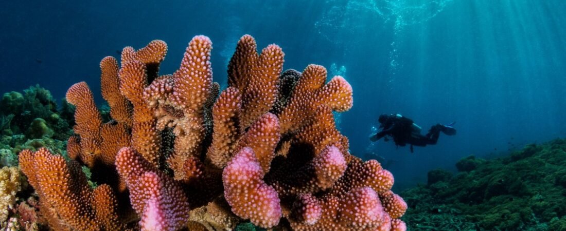 Best Time for Scuba Diving in Southeast Asia&rsquo;s Islands (2026 Seasonal Guide)