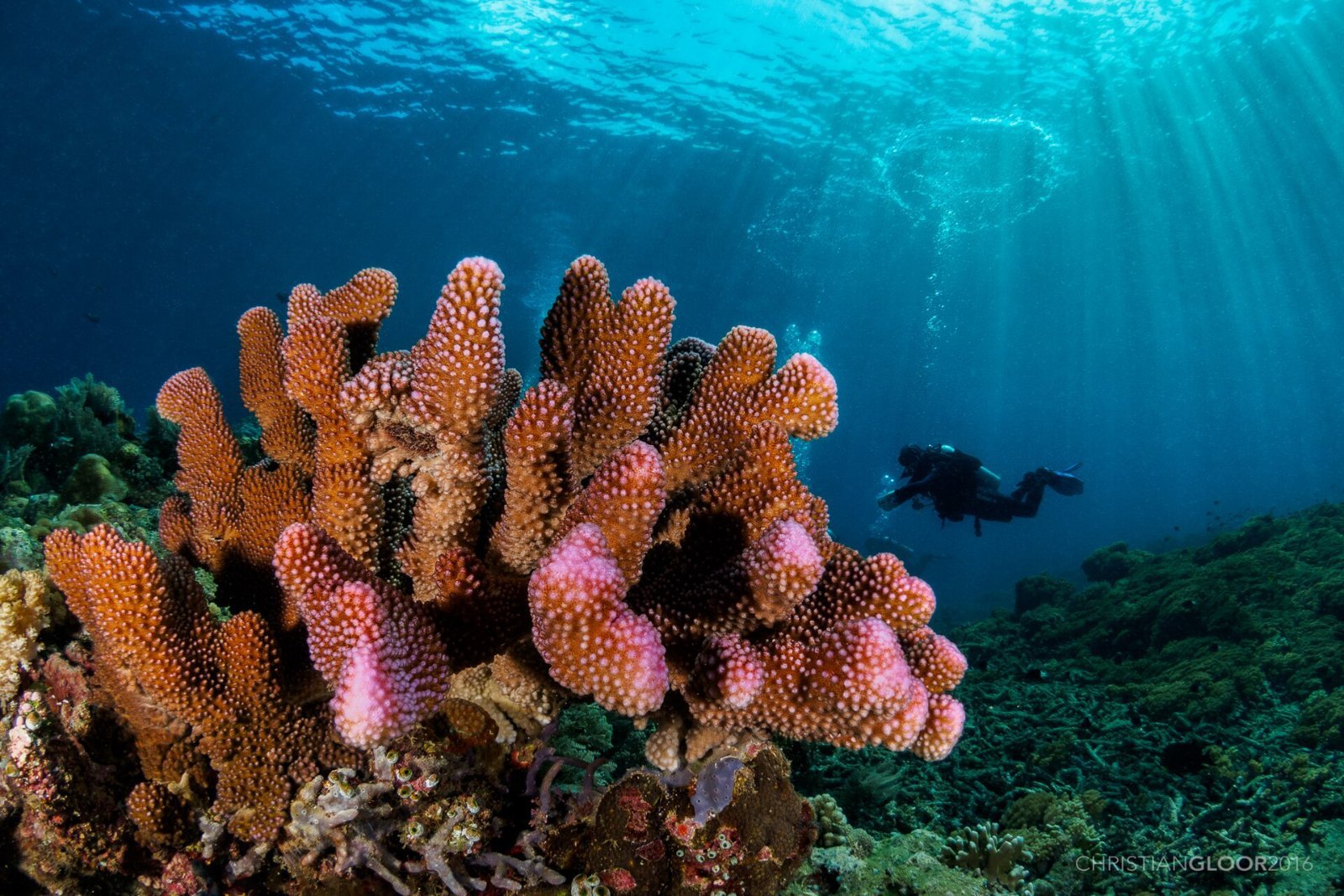 Scuba diver exploring a vibrant coral reef in Southeast Asia