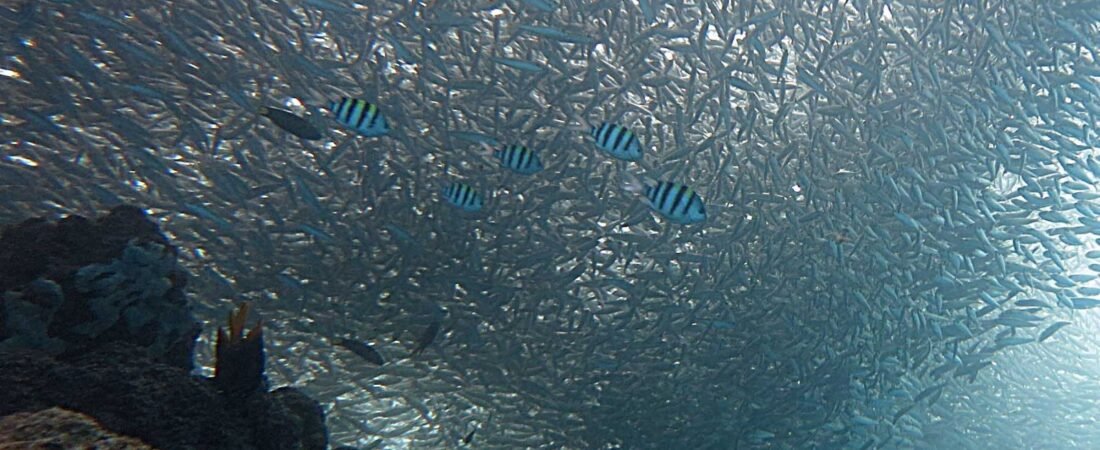 Moalboal Sardine Run: Best Time to Go & Where to Stay