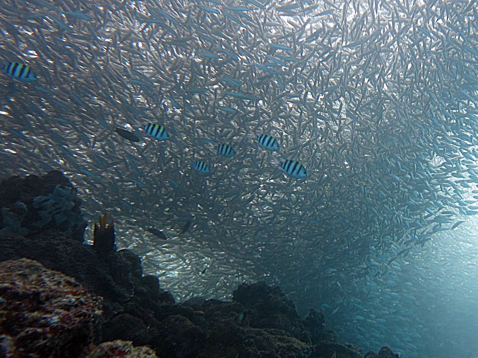 A dense shoal of sardines in clear blue water off Moalboal, Cebu
