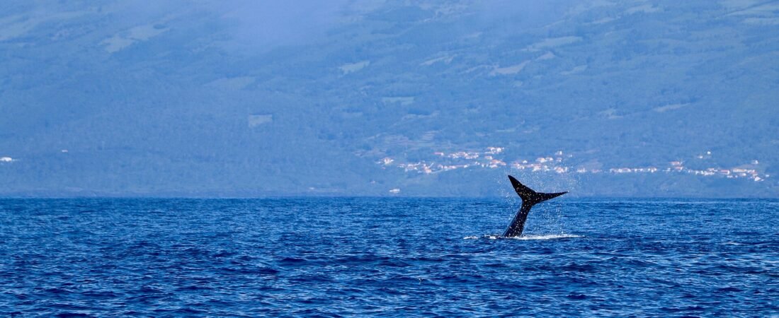 Azores Whale Watching Guide 2026