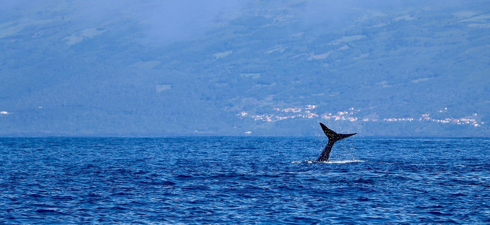 Whale tail fluke above the Atlantic near Pico Island in the Azores