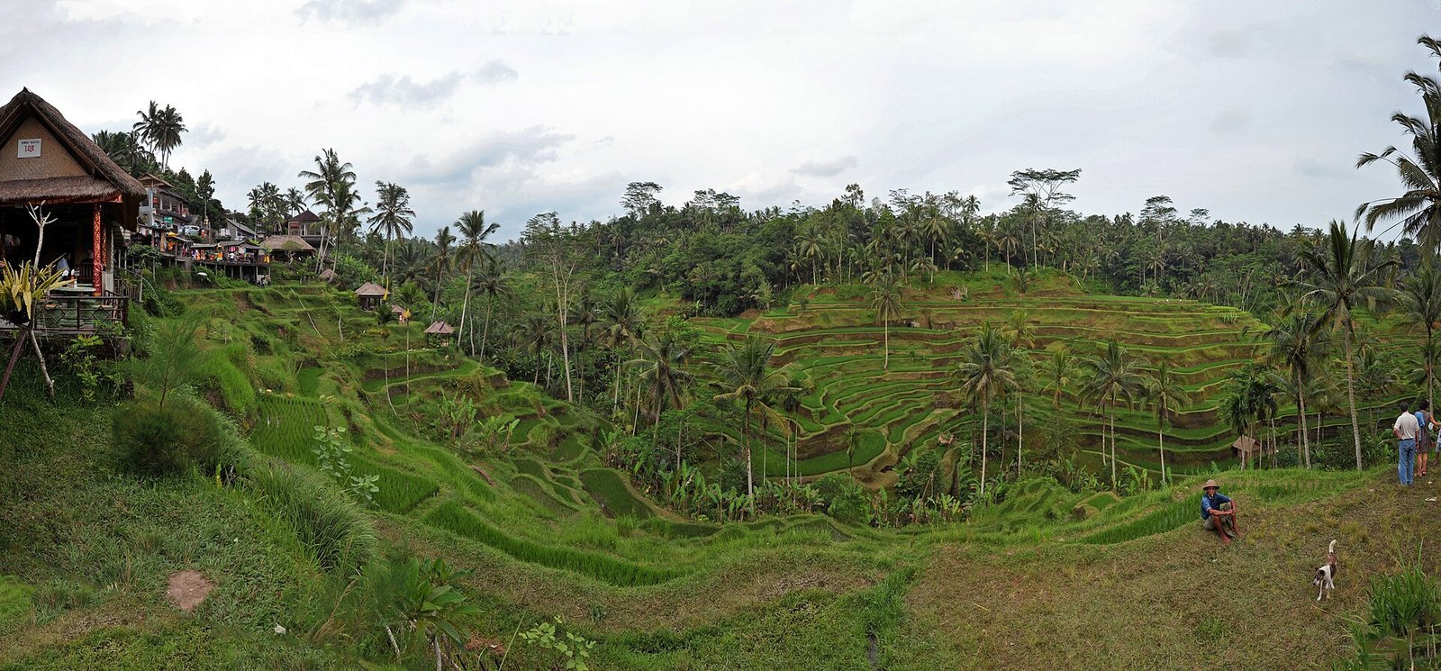 Bali rice terrace landscape; illustrative travel scenery, not a specific resort