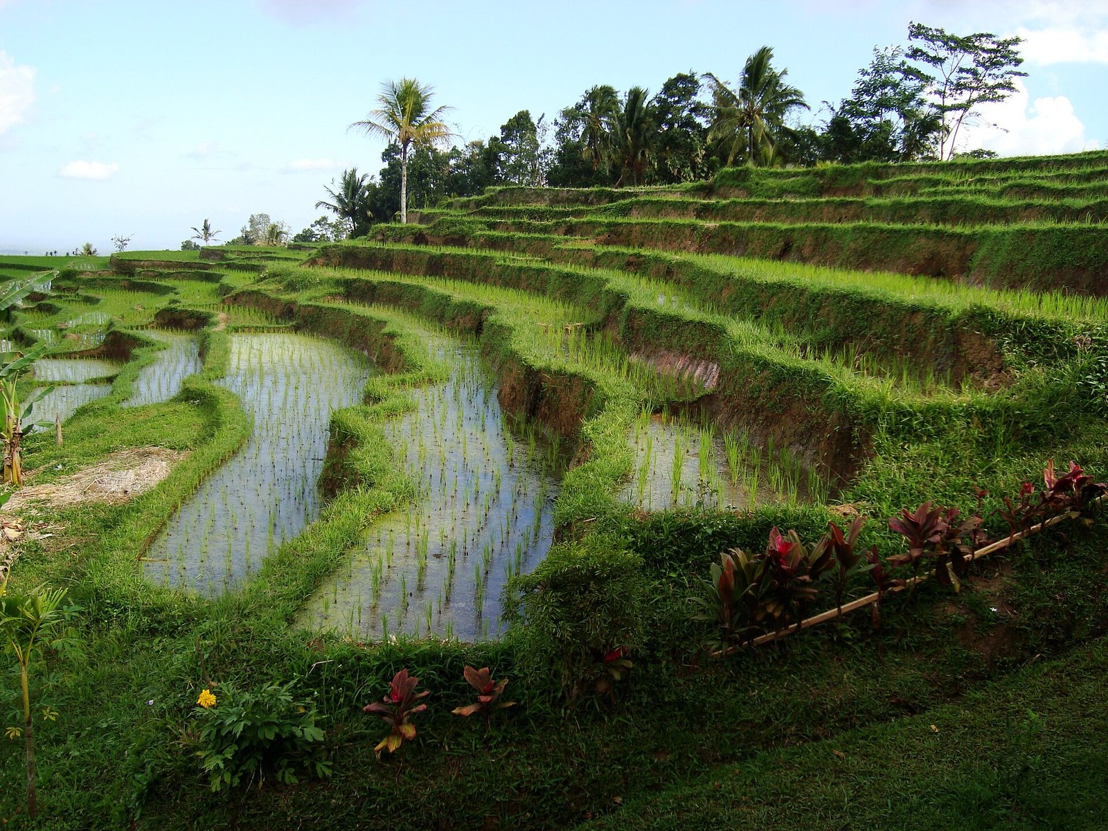 Lush green Jatiluwih rice terraces in Bali during the wet season