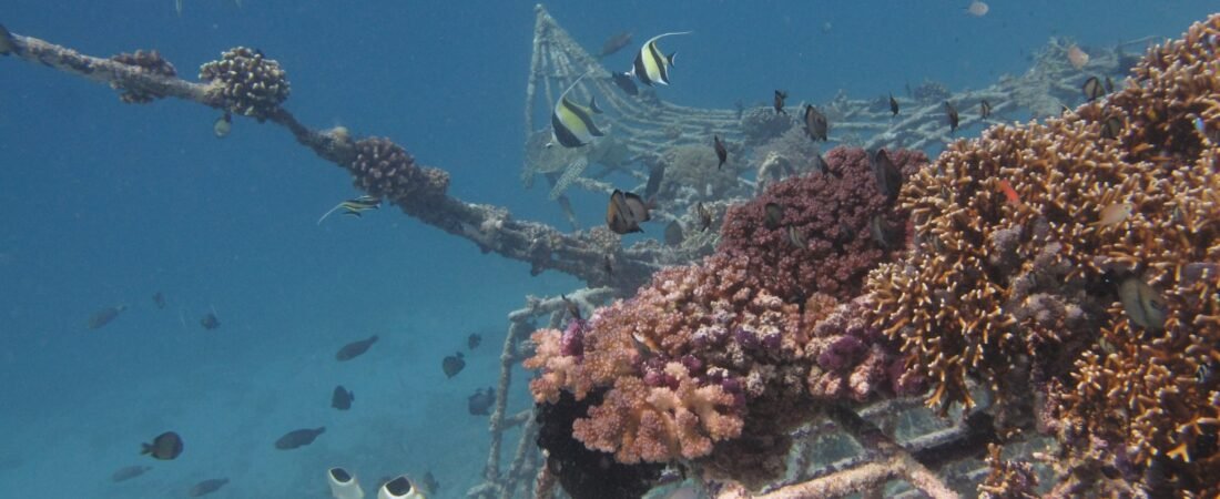 Best Snorkeling & Diving in the Gili Islands