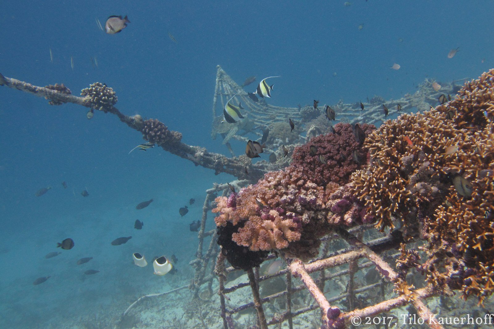 Coral reef and turtle on an artificial reef structure in the Gili Islands