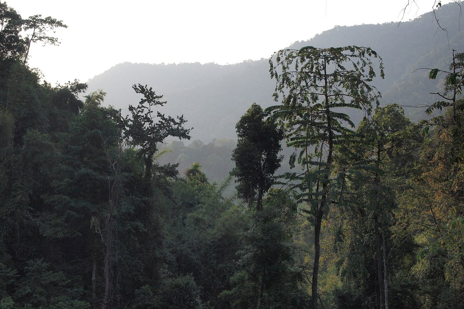 Tropical rainforest canopy in Khao Sok, southern Thailand