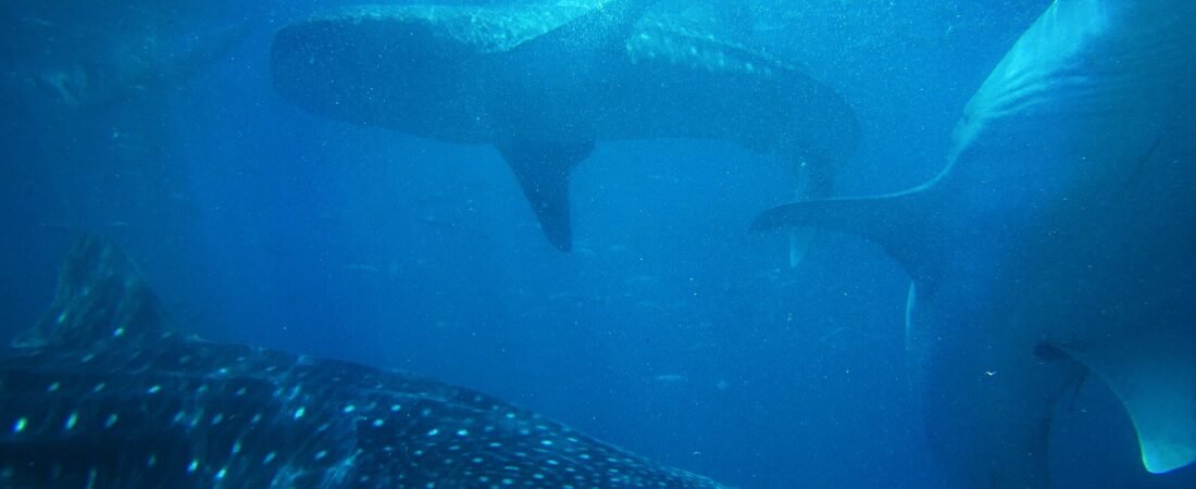 Best Whale Shark Encounters in Southeast Asia 2026