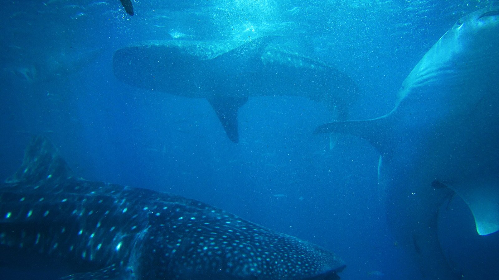Whale shark swimming underwater in the Philippines