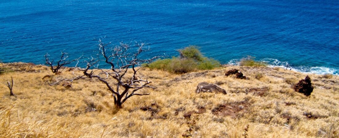 Maui vs Oahu: Which Hawaiian Island Fits You