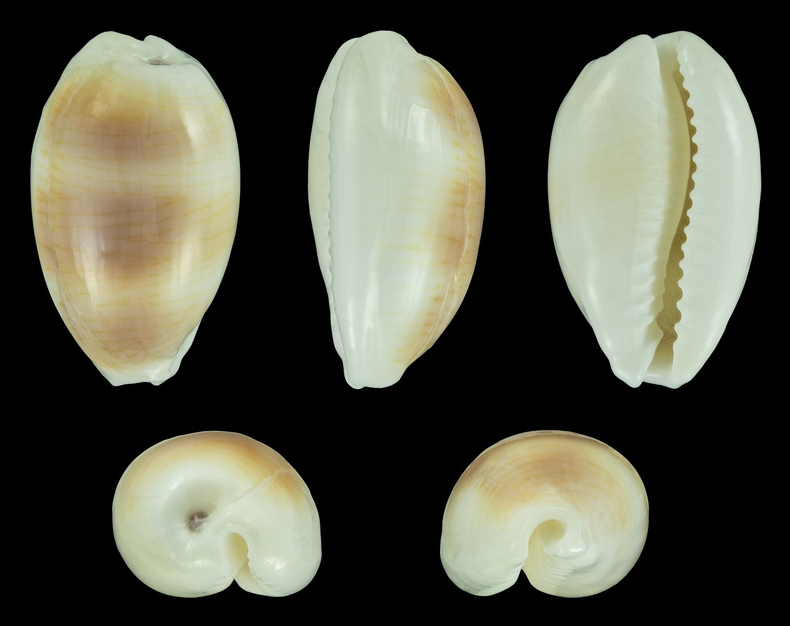 Palmadusta clandestina (Linné, 1767), Clandestine Cowrie; length 1.3 cm; Originating from the Makunudhoo, North-Malé-Atoll, Maldives. Ex col — Photo: H. Zell, CC BY-SA 3.0, via Wikimedia Commons