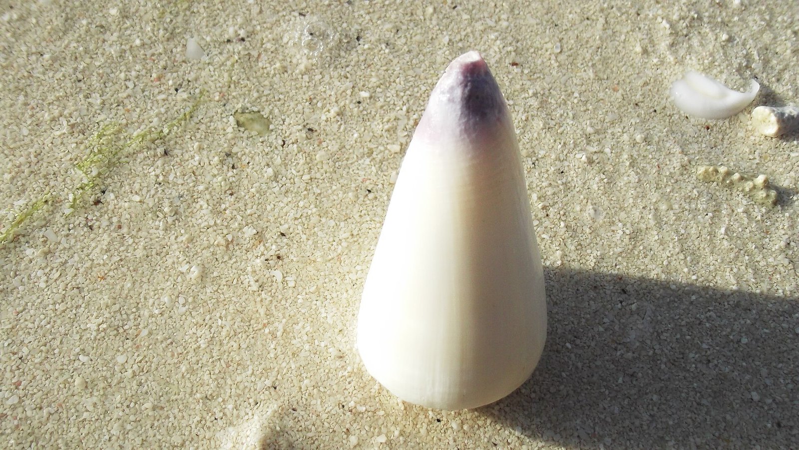 Shell on the beach at Medhufushi Island Resort in the Maldives — Photo: Priyaflorenceshah, CC BY-SA 4.0, via Wikimedia Commons