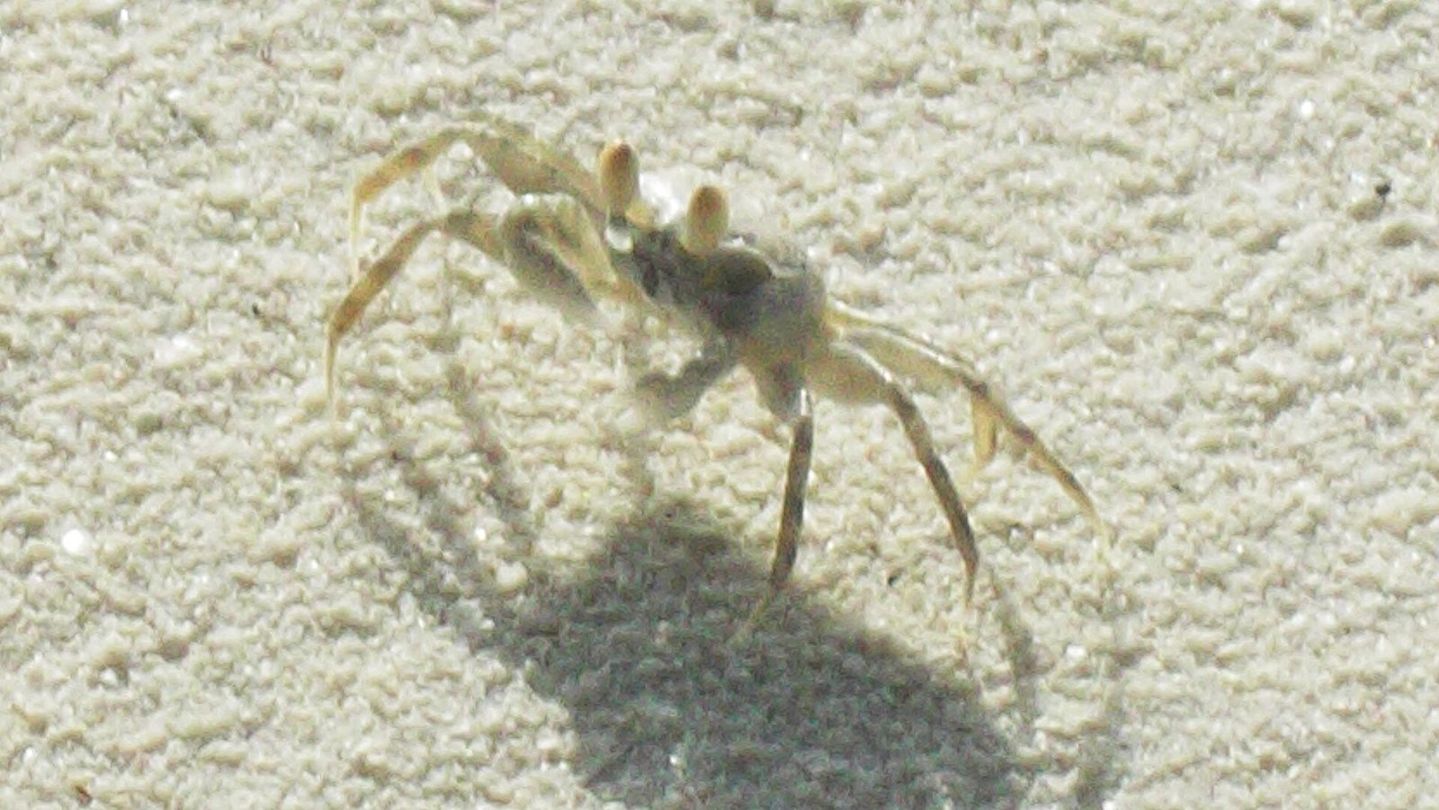 Crab on the beach at Medhufushi Island Resort in the Maldives — Photo: Priyaflorenceshah, CC BY-SA 4.0, via Wikimedia Commons