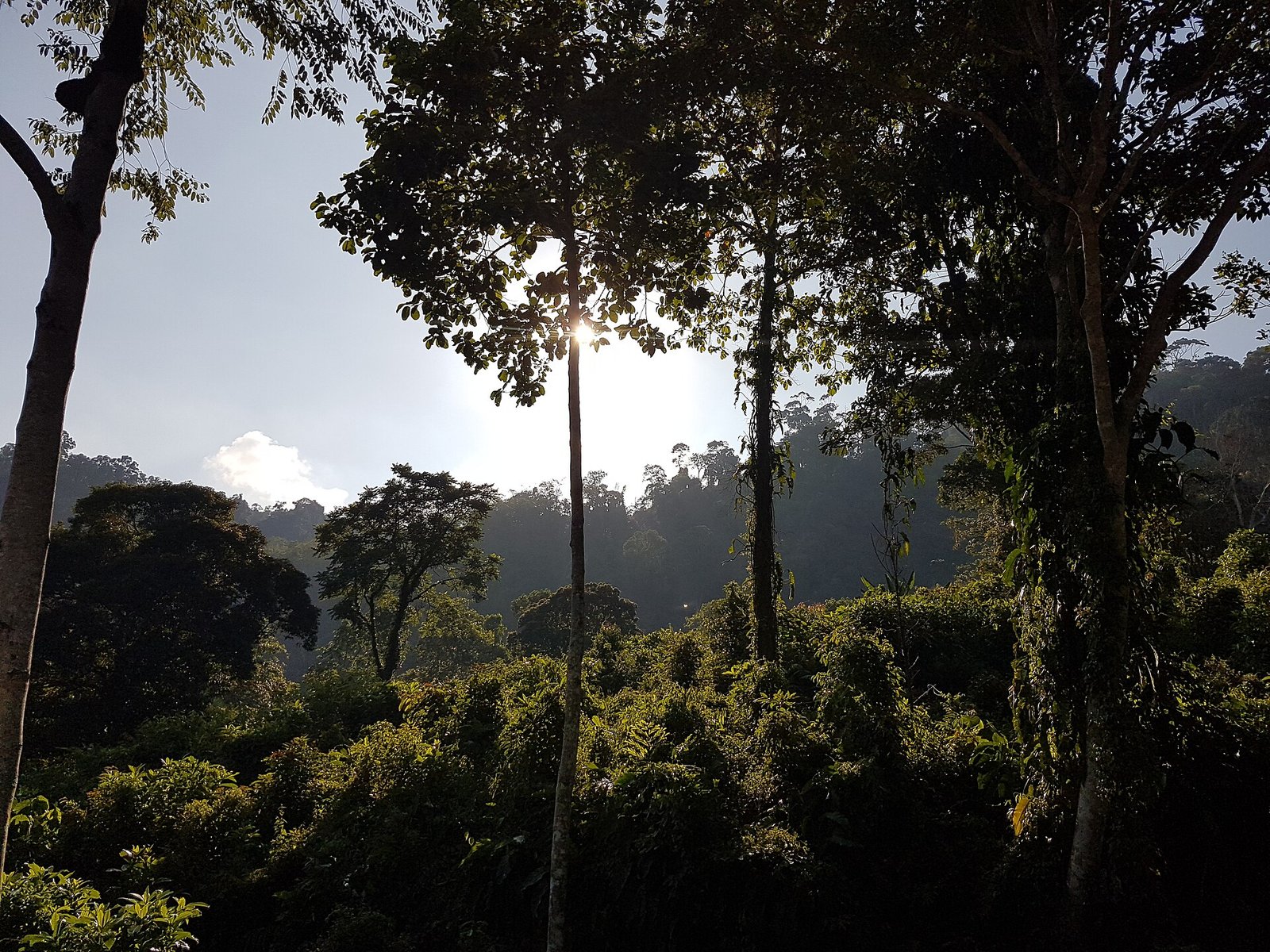 Jungle, Koh Samui — Photo: Koudkeu, CC BY-SA 4.0, via Wikimedia Commons