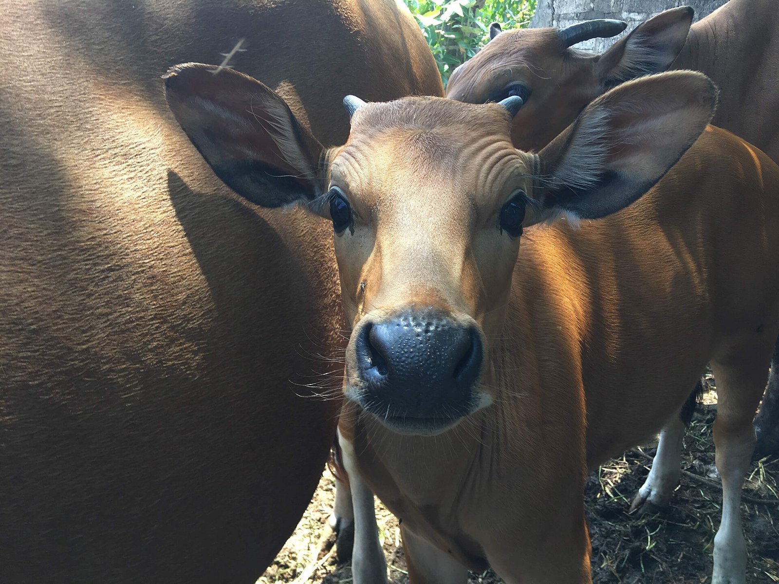 Calf in Semiyak, Bali. — Photo: Christophe95, CC BY-SA 4.0, via Wikimedia Commons