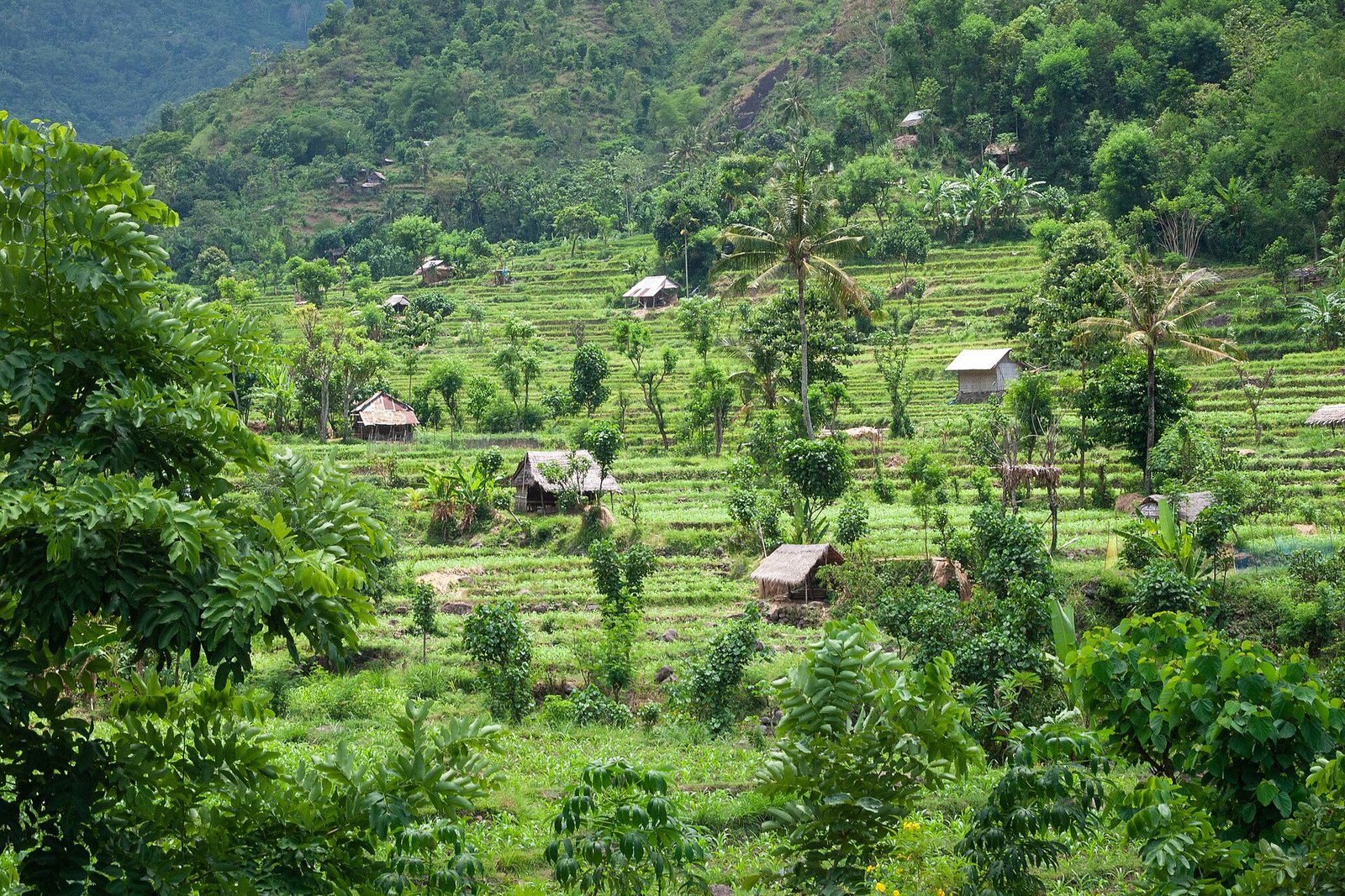 Valleys of rice fields on rich volcanic soil are interspersed with lofty old-growth forest on the northeastern slopes of Mount Lempuyang/Ser — Photo: Vyacheslav Argenberg, CC BY 4.0, via Wikimedia Commons