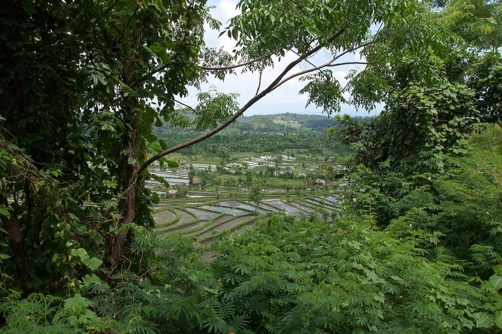 Landscape. Rice fields. Rice terraces on rich volcanic soil. Traditional rice farming in Bali. This is not the Tirta Gangga complex itself,  — Photo: Vyacheslav Argenberg, CC BY 4.0, via Wikimedia Commons