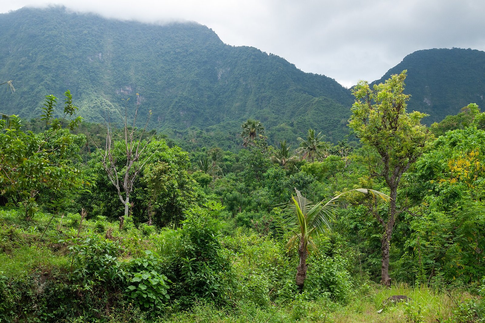 Valleys of rice fields on rich volcanic soil are interspersed with lofty old-growth forest on the northeastern slopes of Mount Lempuyang/Ser — Photo: Vyacheslav Argenberg, CC BY 4.0, via Wikimedia Commons