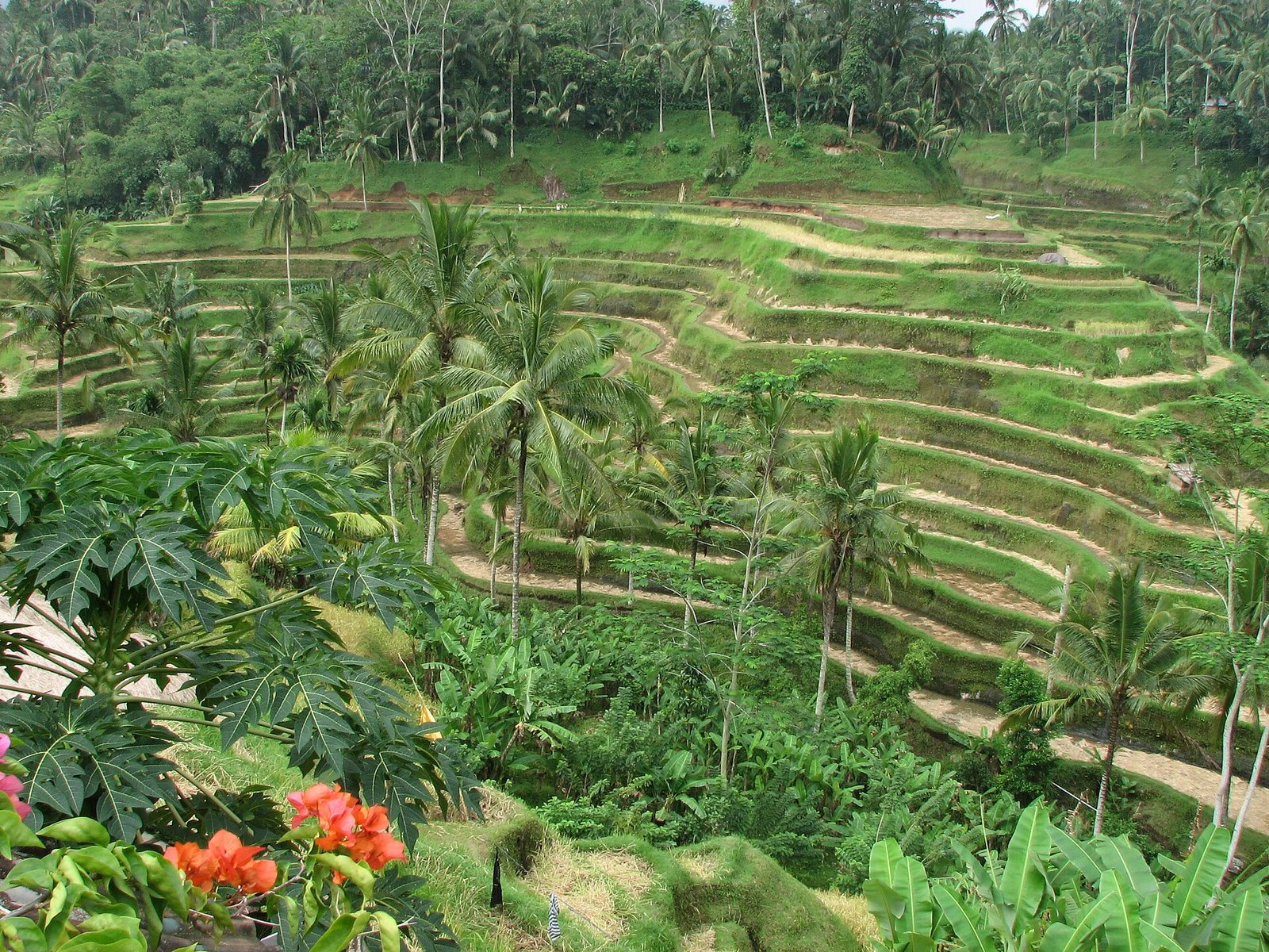 Rice terraces in Ubud, Bali