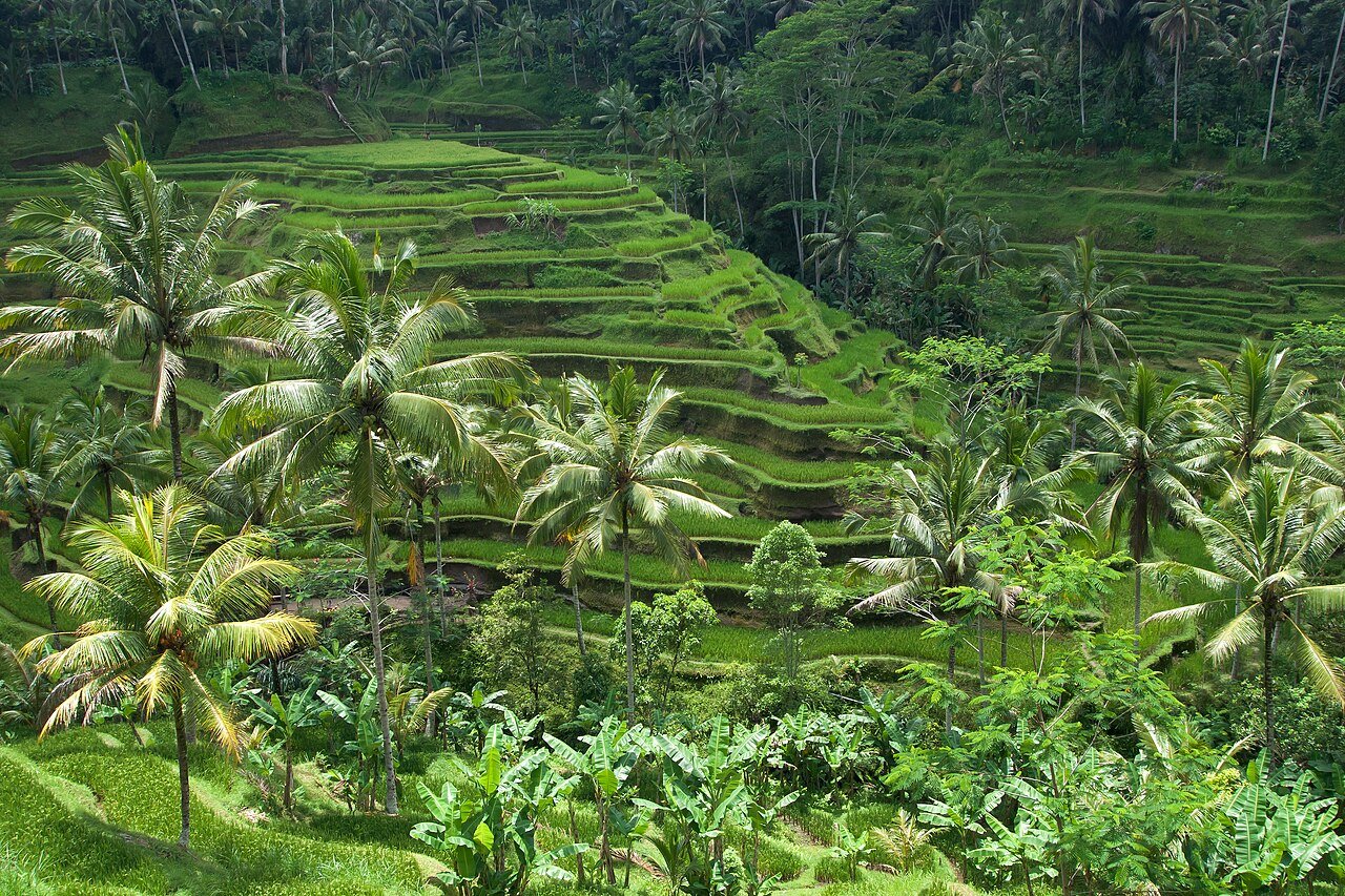 Rice terraces, Bali · illustrative photograph · Photo: Vyacheslav Argenberg, CC BY 4.0, via Wikimedia Commons