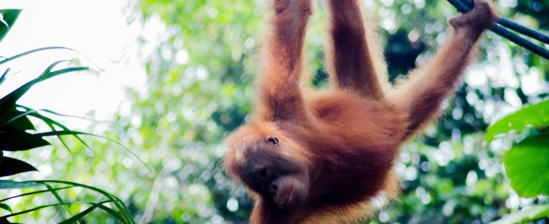 Semenggoh vs Sepilok 2026: Orangutan Viewing