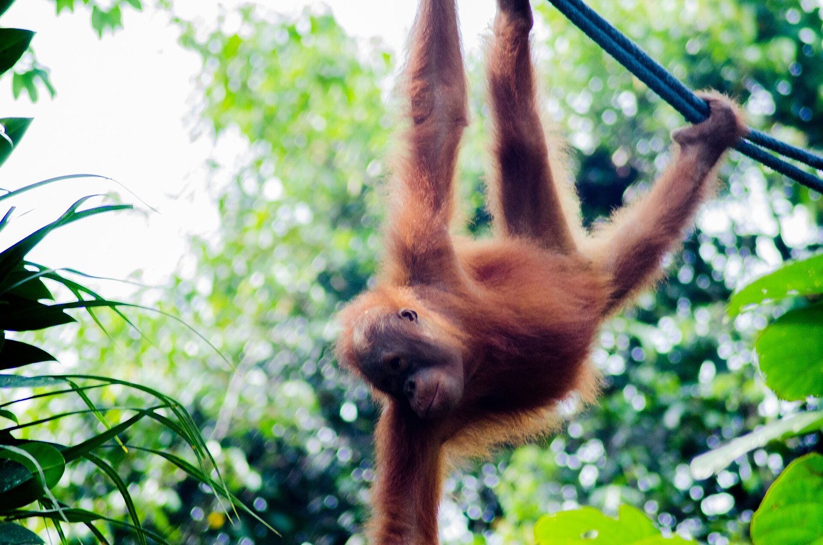 Semenggoh vs Sepilok 2026: Orangutan Viewing