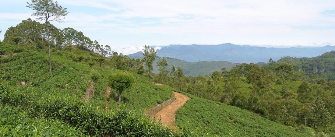 Sri Lanka Honeymoon Guide 2026: Tea Hills & Beaches