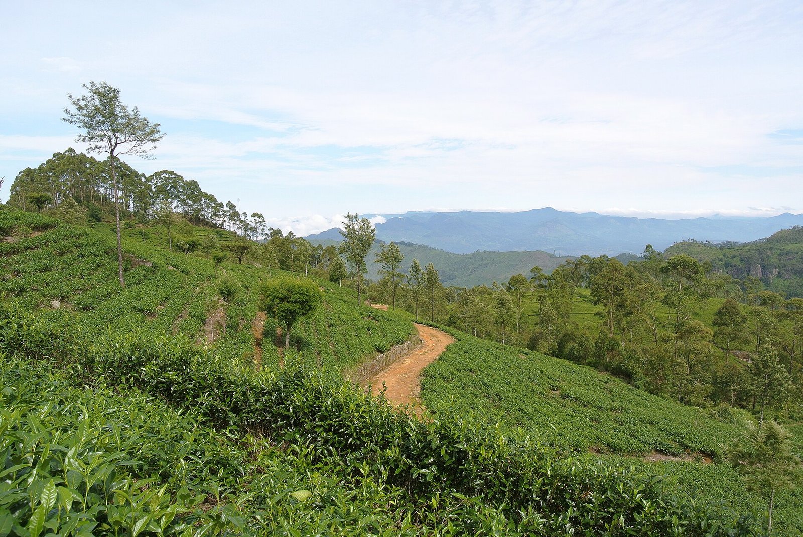 Sri Lanka Honeymoon Guide 2026: Tea Hills & Beaches