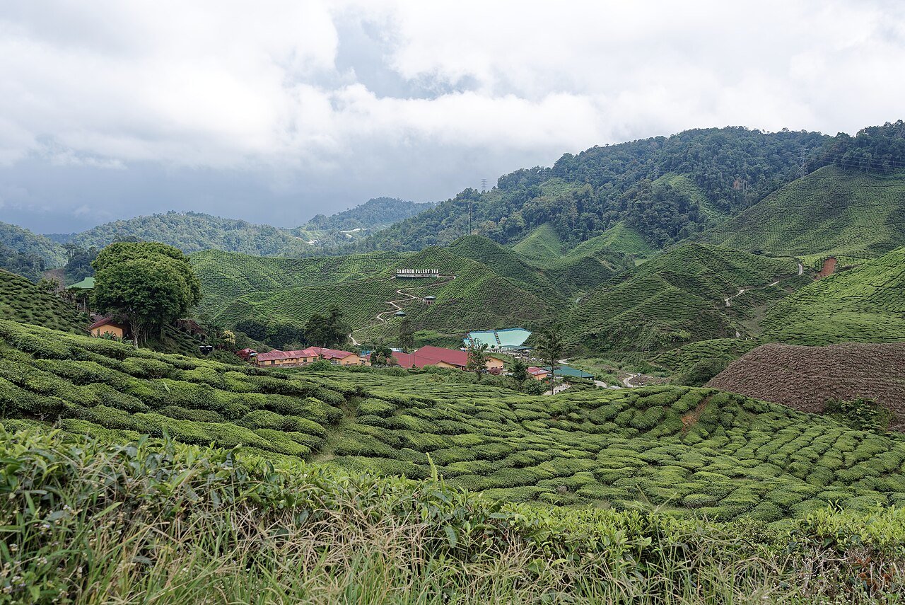 Tea plantation, Cameron Highlands · illustrative photograph · Photo: Jakub Hałun, CC BY 4.0, via Wikimedia Commons