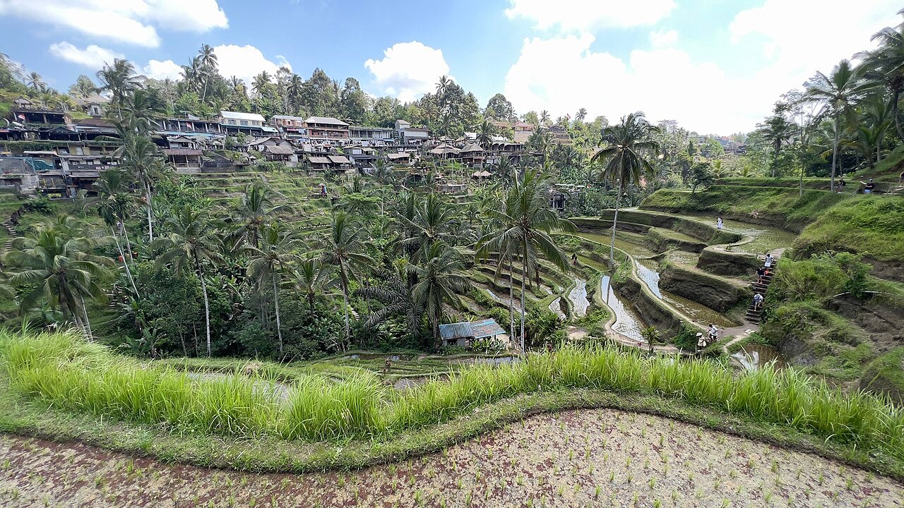 Tegallalang rice terraces, Bali · illustrative photograph · Photo: Stefan Fussan, CC BY-SA 4.0, via Wikimedia Commons
