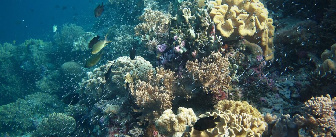 Togean vs Wakatobi 2026: Which Sulawesi Escape?