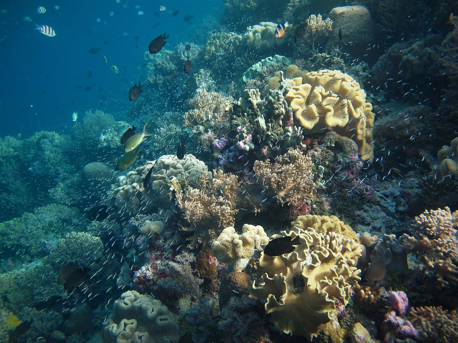 Togean vs Wakatobi 2026: Which Sulawesi Escape?