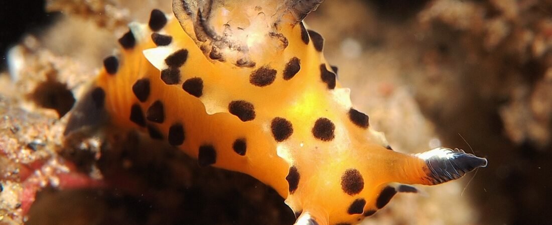 Best Dive Resorts in Tulamben 2026: Wreck Guide