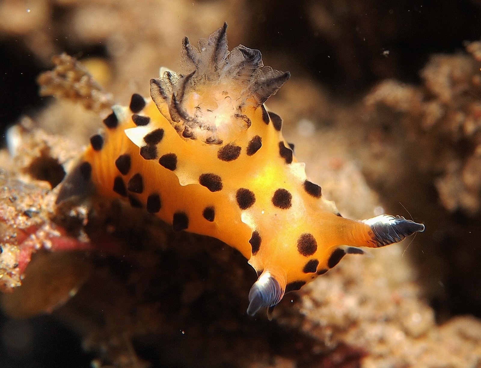 Nudibranch on a reef dive at Tulamben, northeast Bali