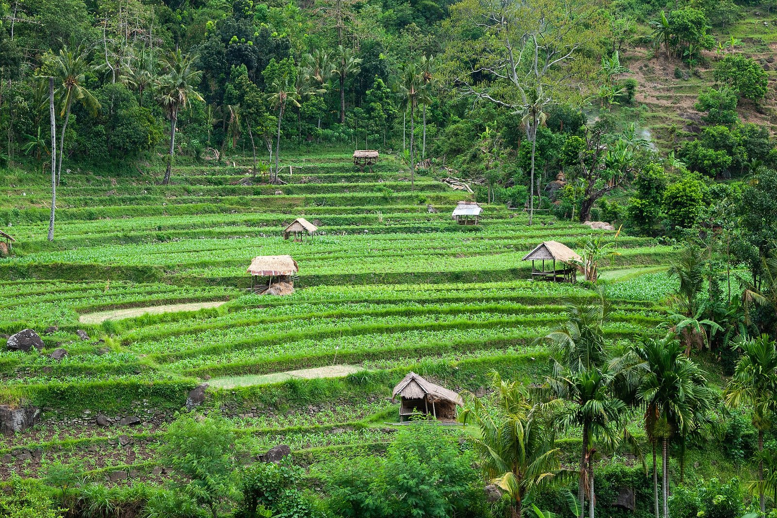 Bali, Rice fields in the forest, East Bali, Indonesia — Vyacheslav Argenberg, CC BY 4.0, via Wikimedia Commons