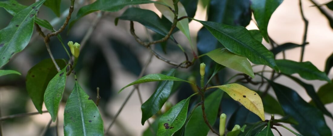 Zanzibar Spice Tour & Jozani Forest Guide